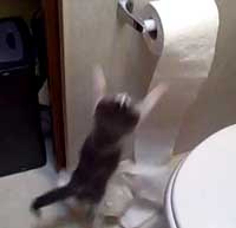 When Kitties Discover Toilet Paper