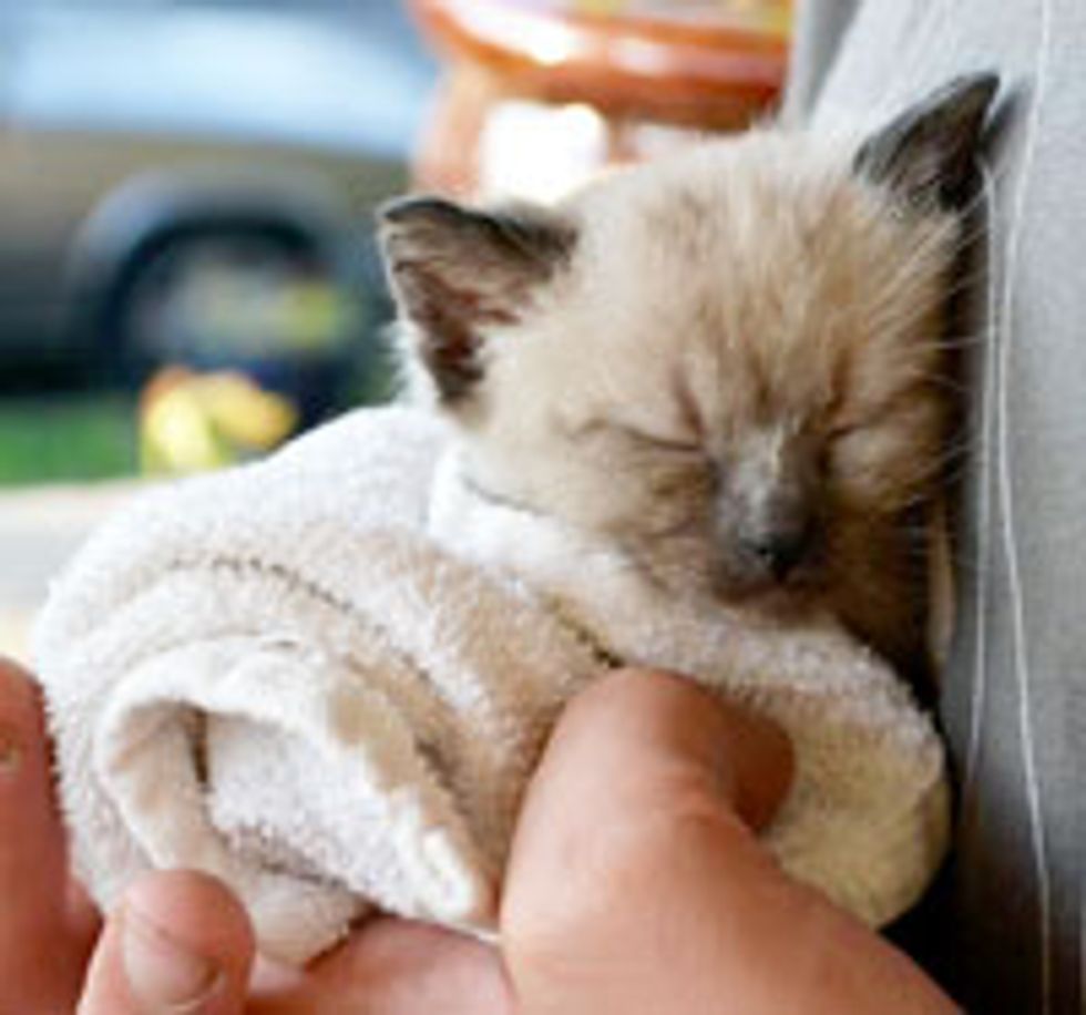 Tiny Maintenance Shed Kitty