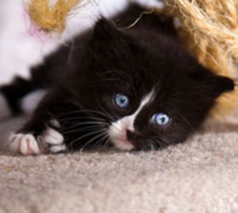 Snow the Little Solo Tuxedo