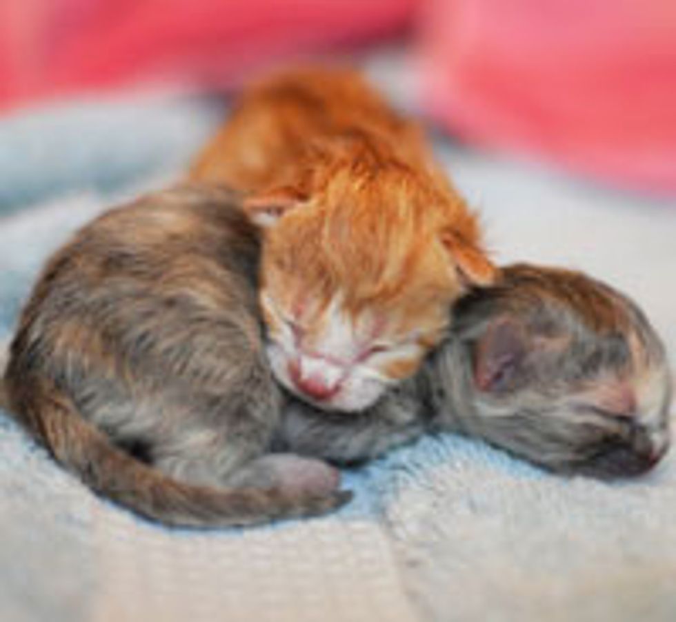 3 Tiny Precious New Borns