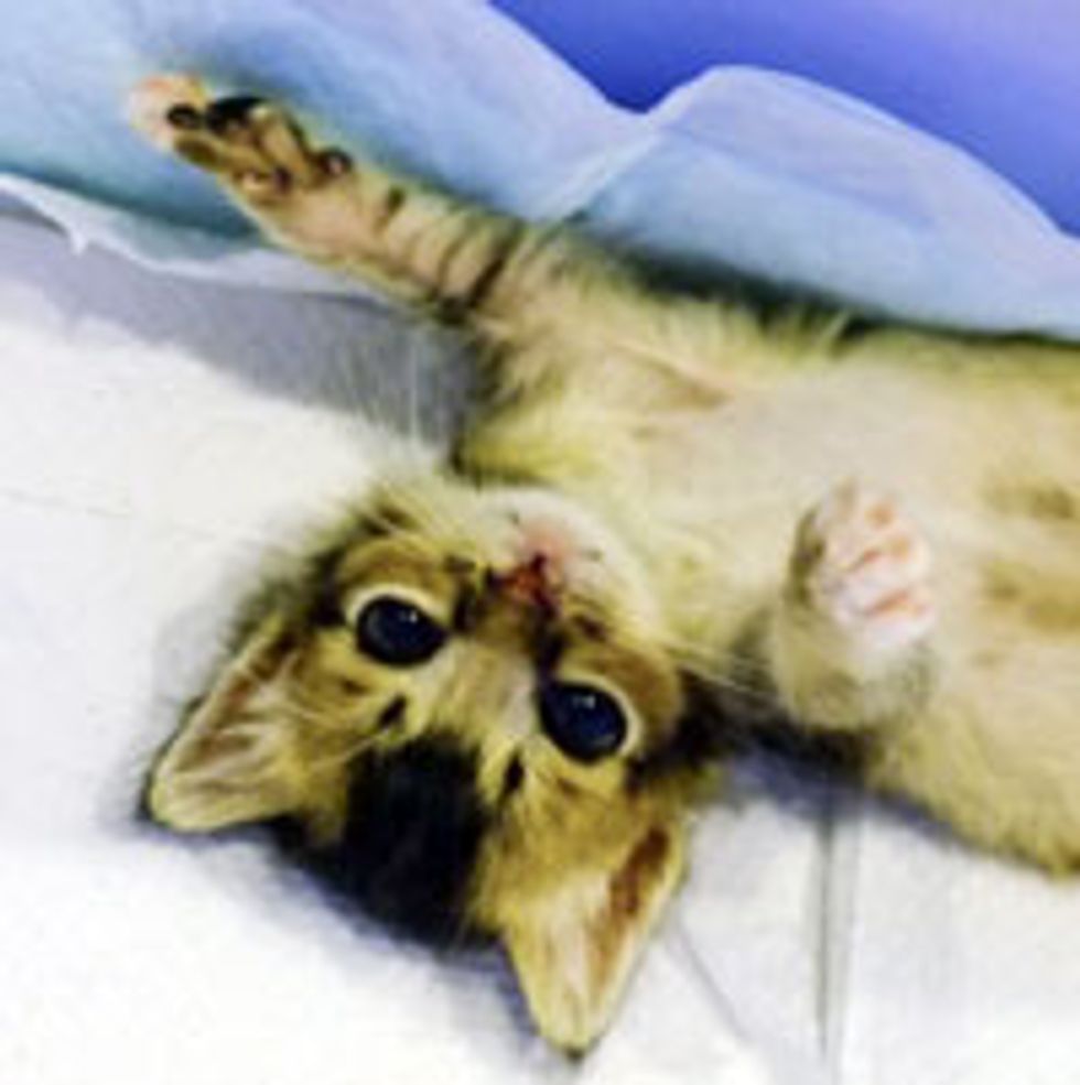 Teeny Demanding Kitty