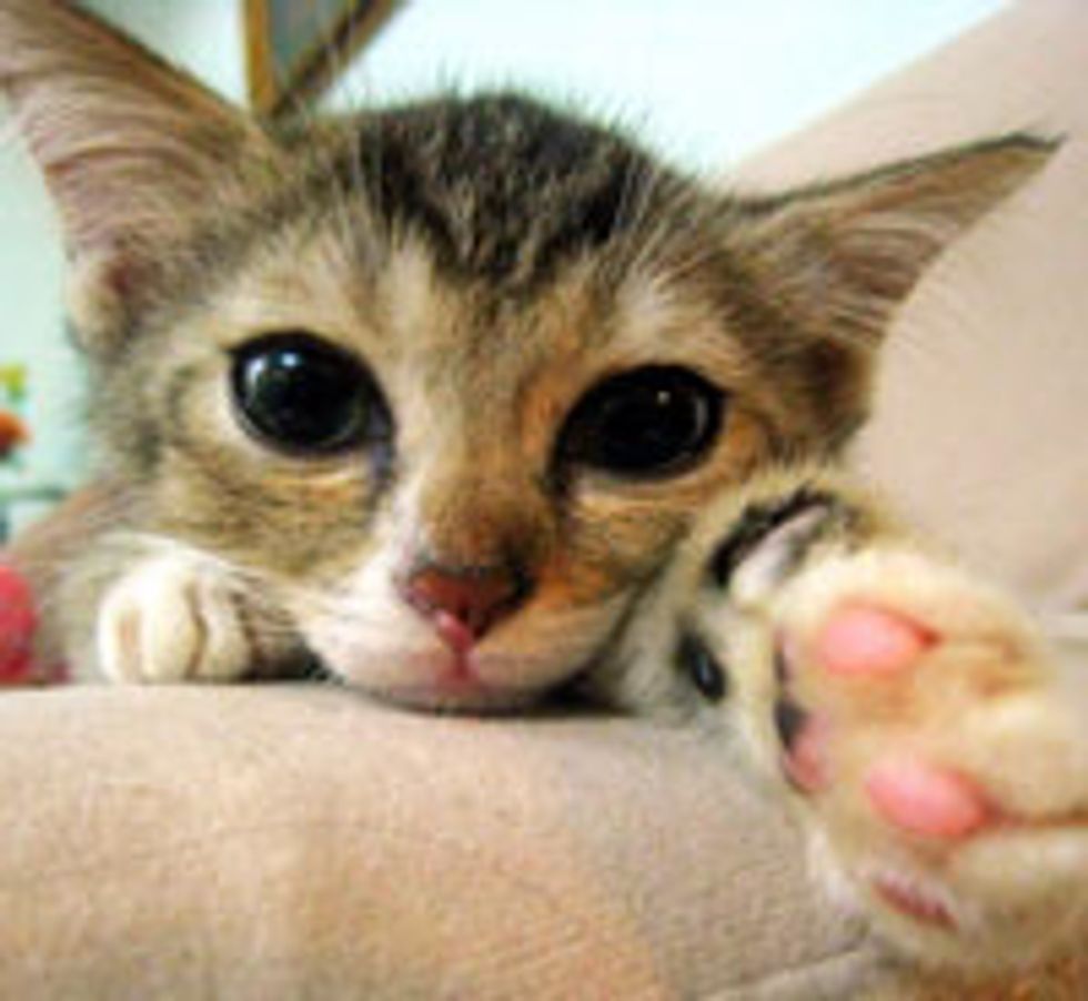 Cute Kitty is Pawesed to Meet You