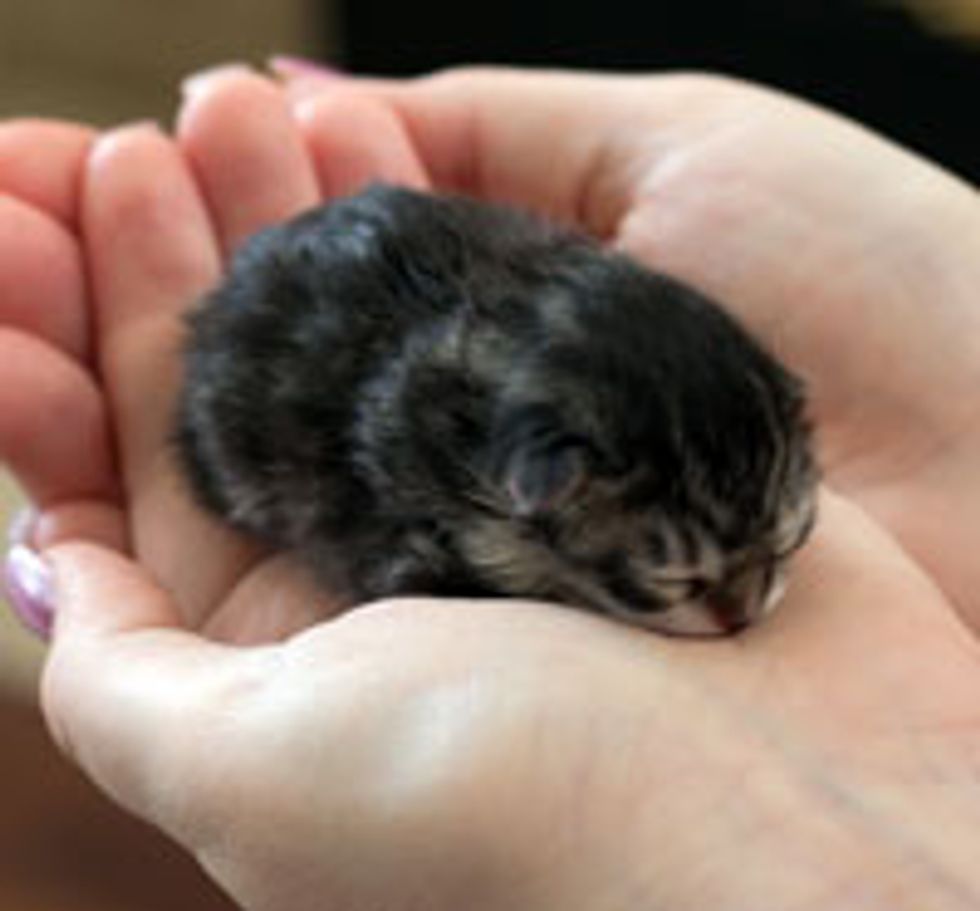 Tiny Bitty Ball of Cute
