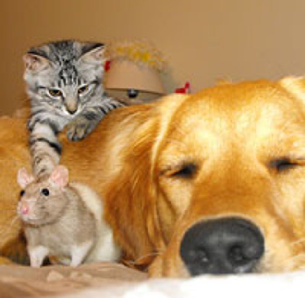 Unlikely Friendship - Cat, Rat and Dog