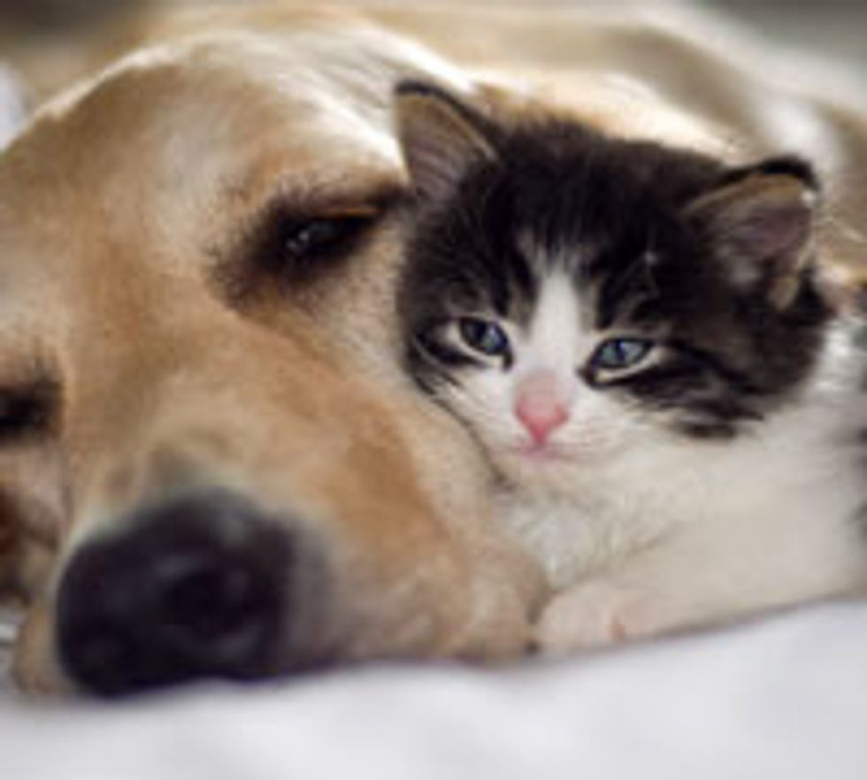 Alexis the Kitty Adopted by Golden Retrievers