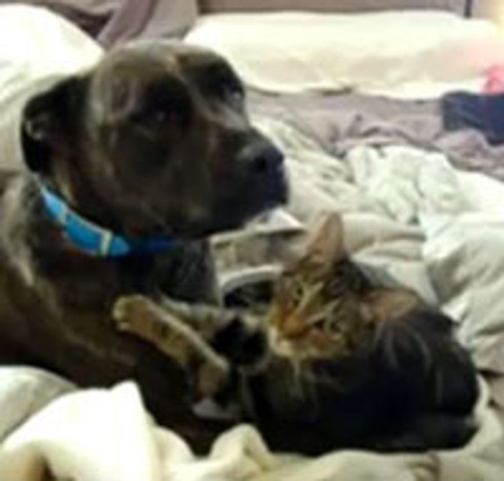 Kitty Gives Doggie a Massage