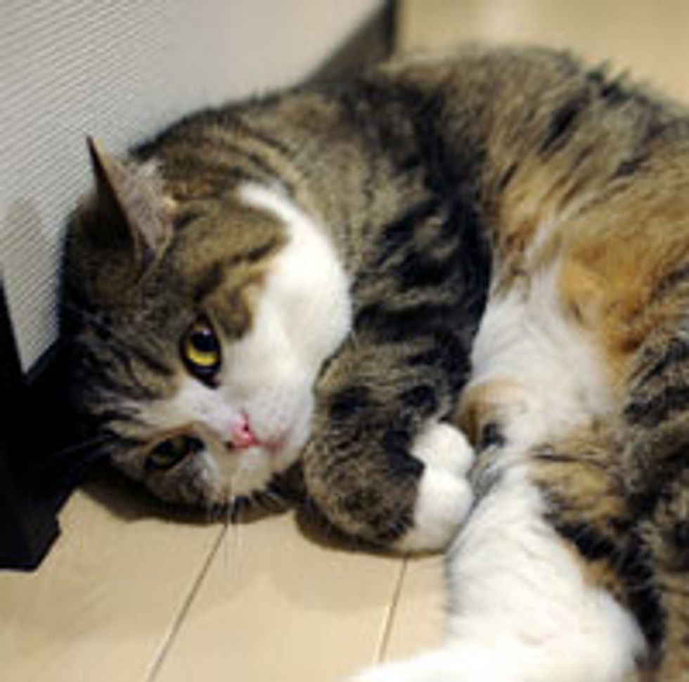 Maru Loves His Box