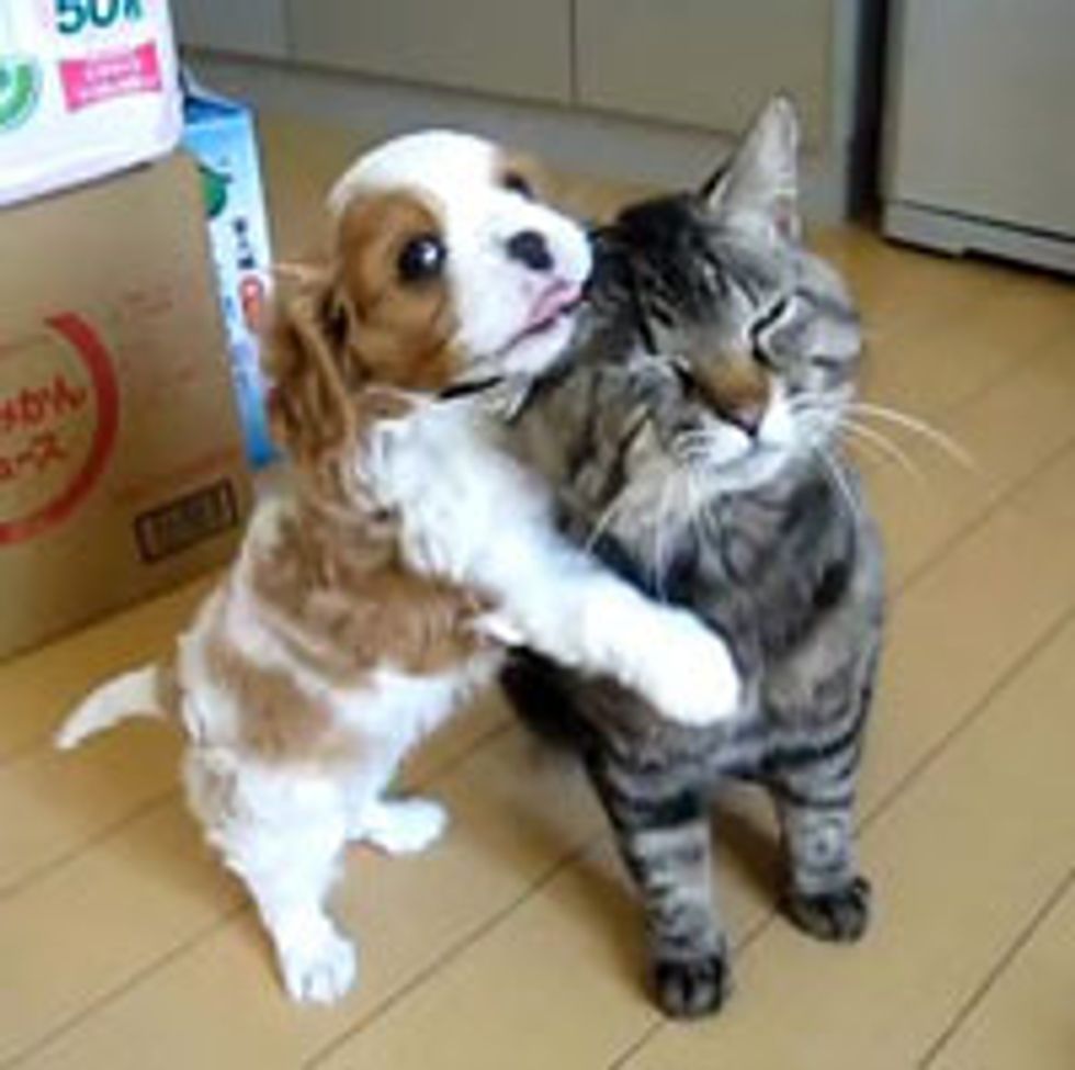 Kitty Puppy Love