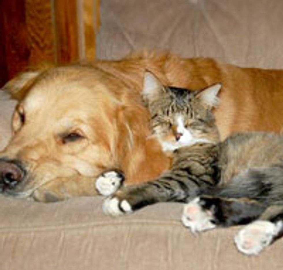 Kitty Rescued by Dog and Became Best Friends