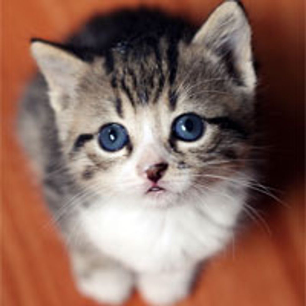 Tiny Tabby with Eyes that Hypnotize