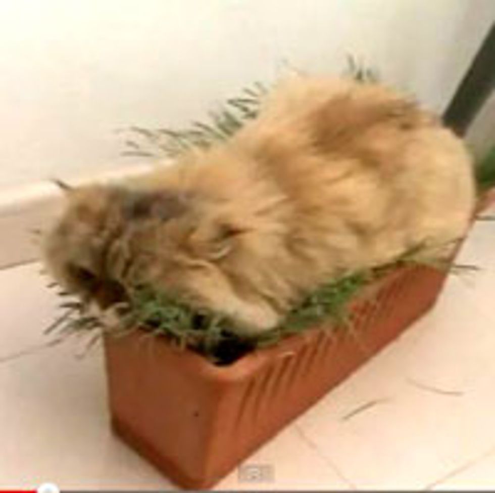 The Grass Cat