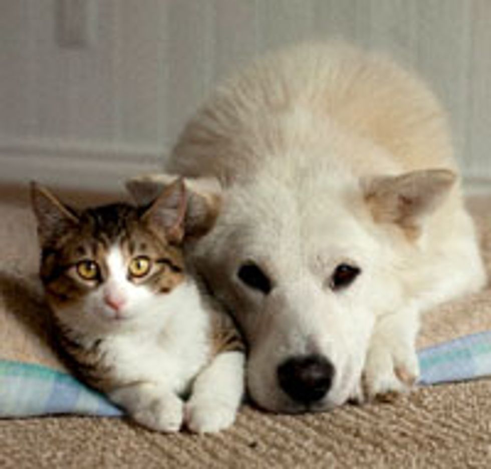 Orphan Cat Raised by Rescue Dog, Furry Friends for Life