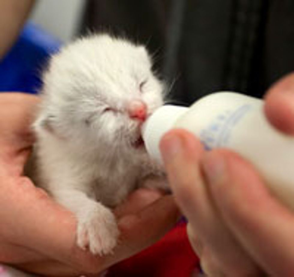 Happy Bottle Kitty