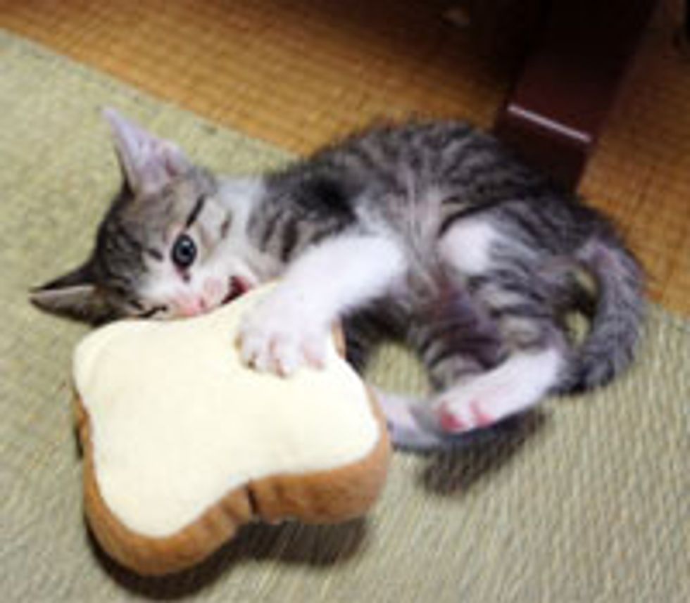 Kitty Wrestling with Bread Toys