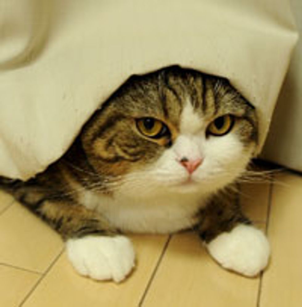 Maru Wears a Box
