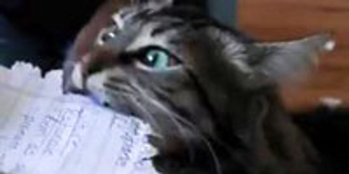 Kitty Shredding Paper Love Meow