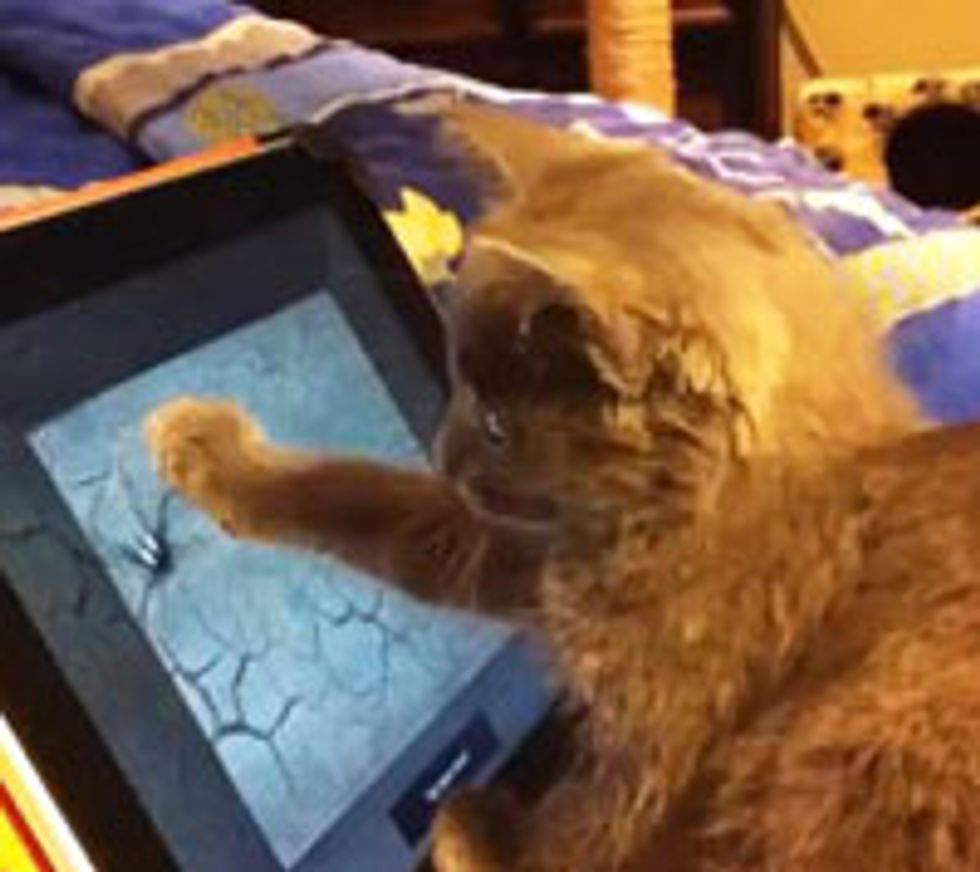 Kitty Catching Spider on iPad
