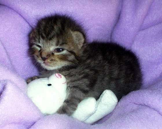 Kitten hugging teddy sales bear