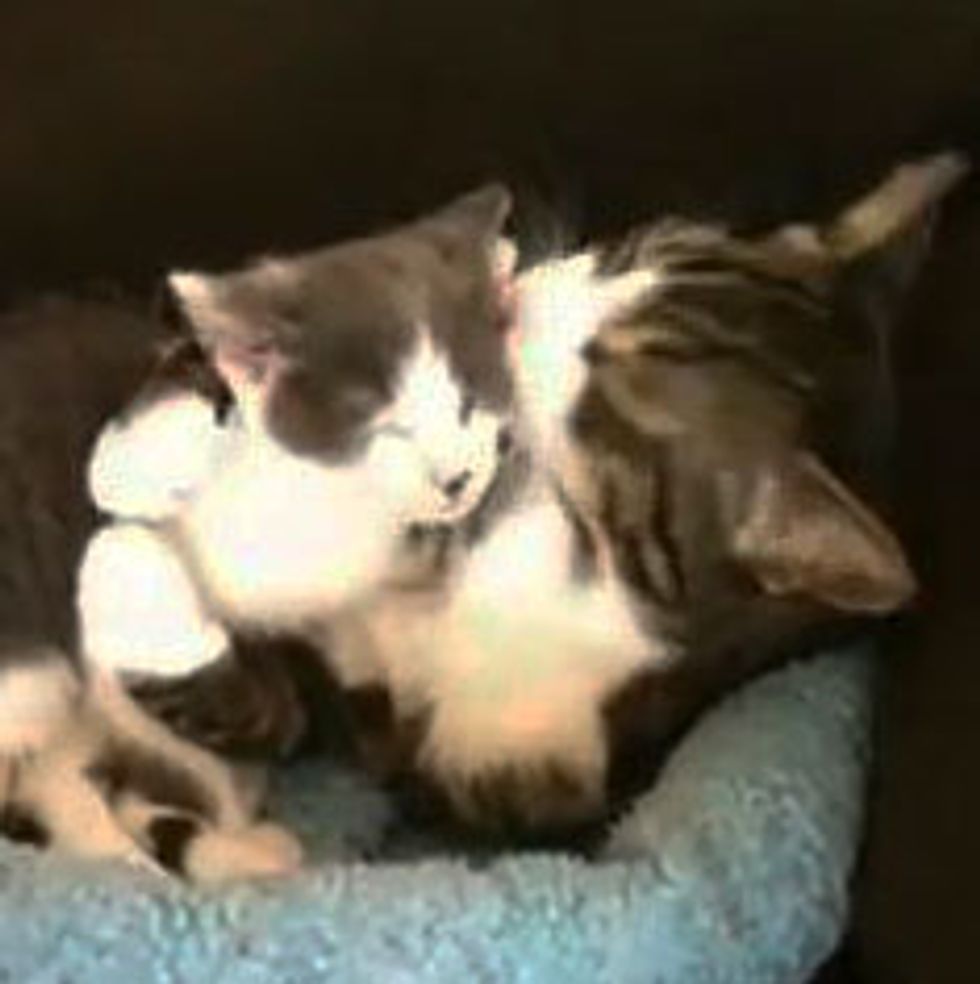 Kitty Hugging and Cleaning Foster Kitten