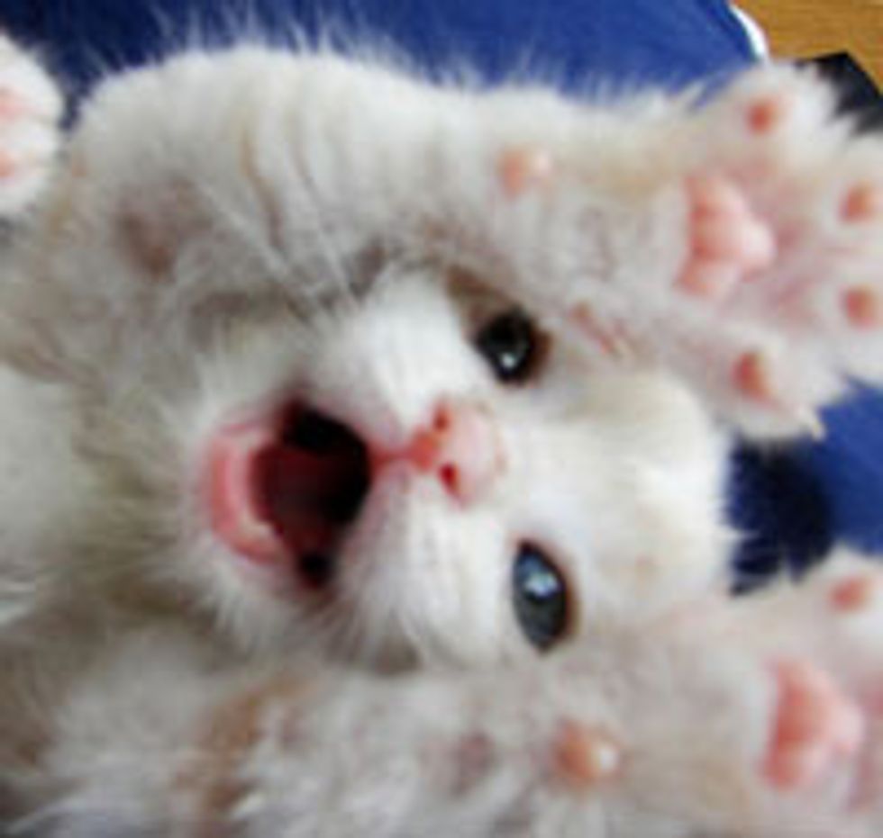 Tiny Cream Kitty Found in a Barn