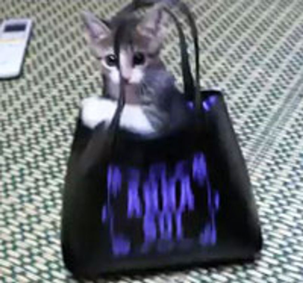 Kitten Turns Bag into Jungle Gym