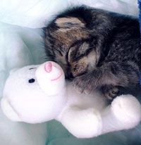 ragdoll kittens for sale east coast