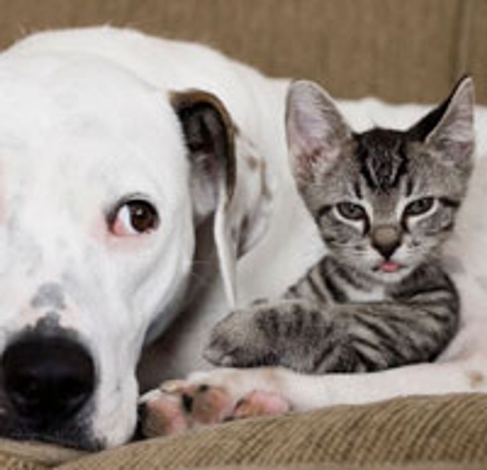 Tiny Tabby Foster Found Mother in Dog