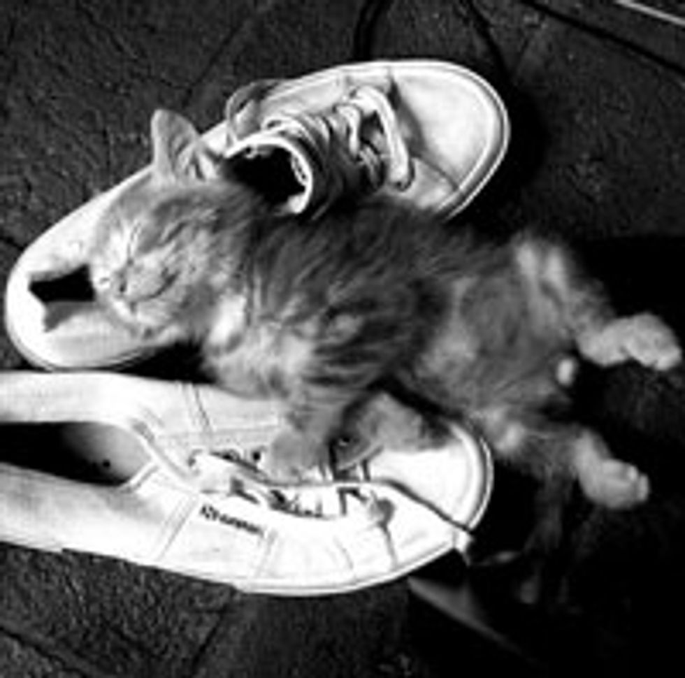 Shoes Make Kitty a Happy Sleeper