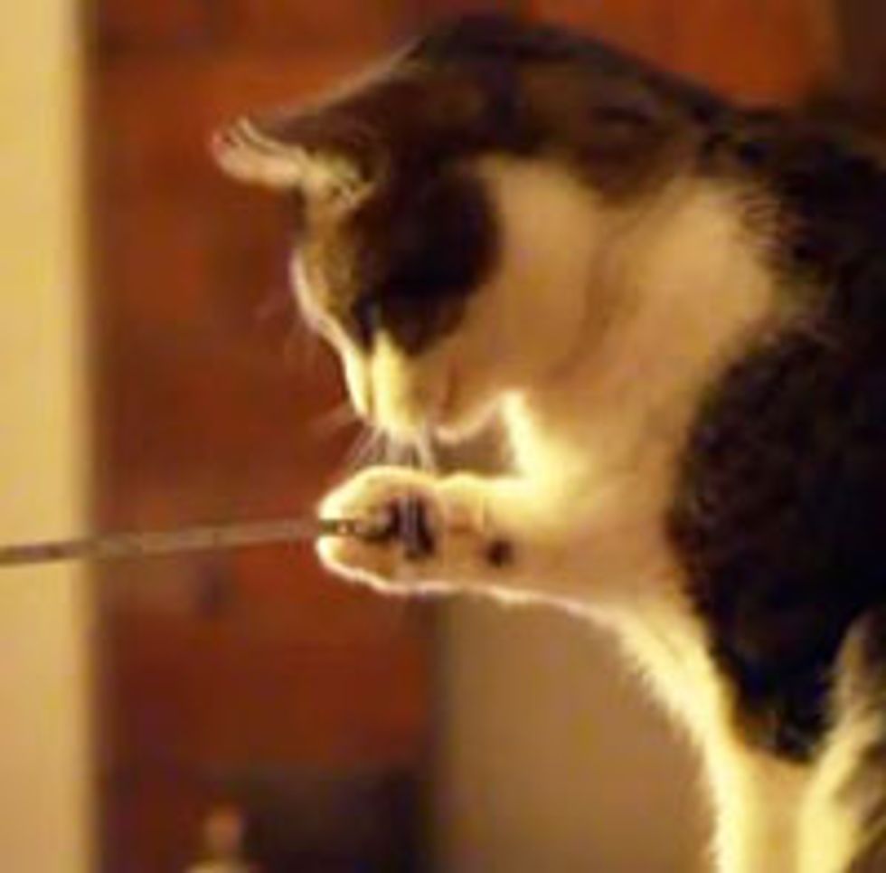 Smart Cat Figures Out Tape Measure