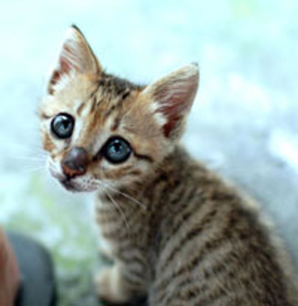 A Tiny Wanderer Strayed into Forever Home