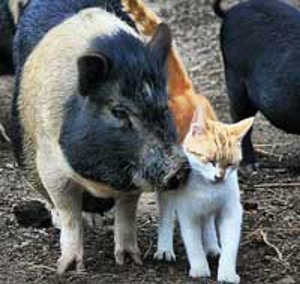Kitty and Piggy, Best of Friends