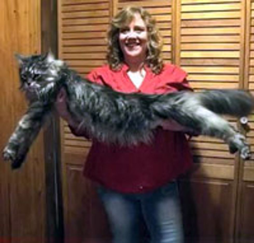 Stewie the World's Longest Cat