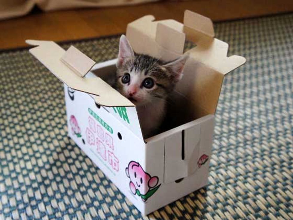 Hyper Kitty in a Bag Love Meow