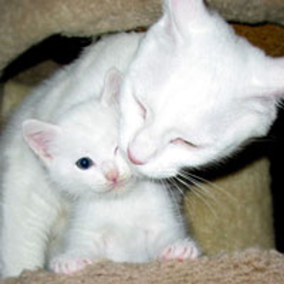 Betsy the Loving Snow White Cat Mama