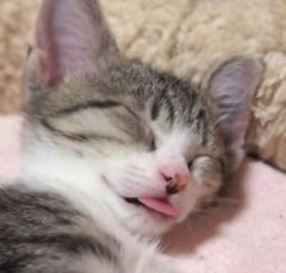 Sleepy Kitty Forgot to Put Tongue Away