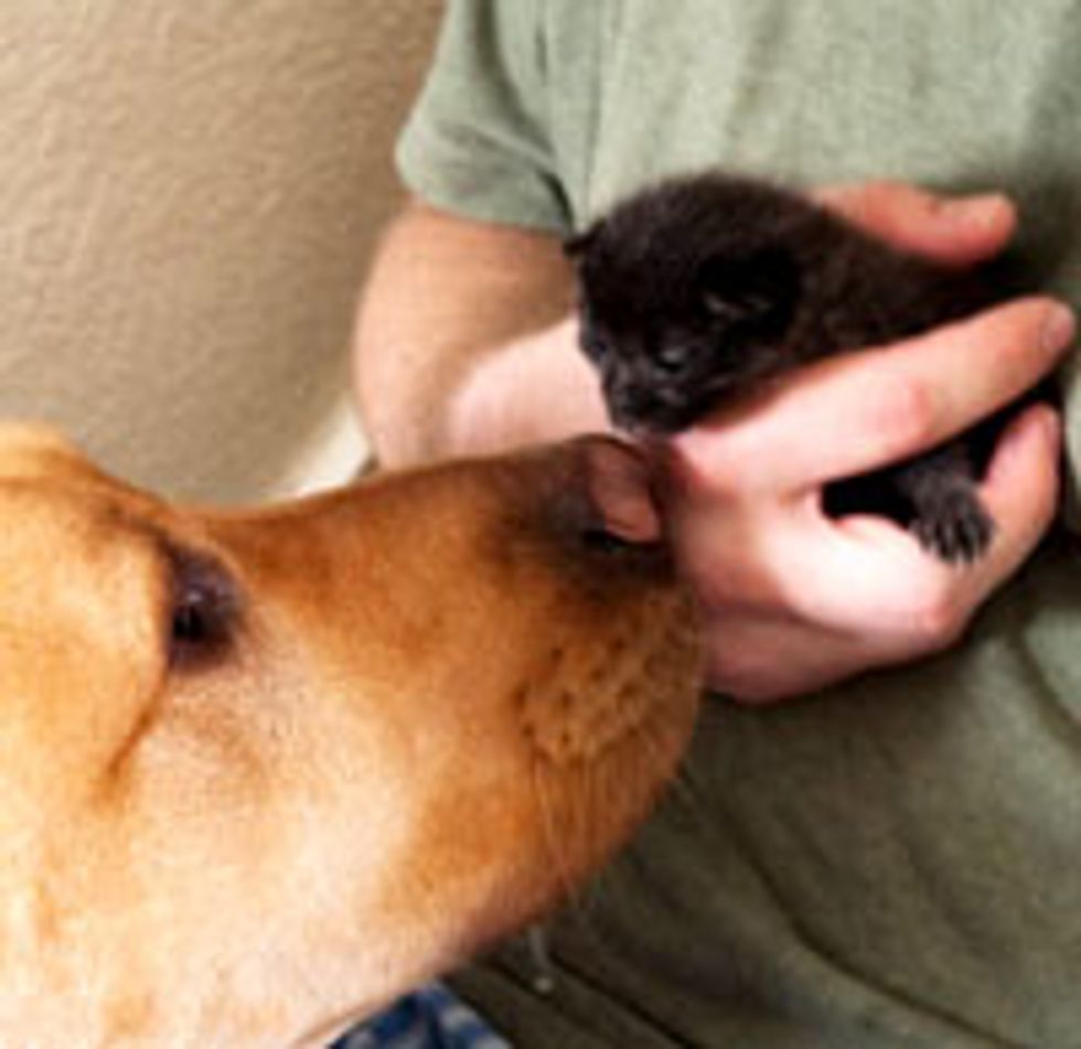 Tiny Black Kitten Found Canine Brother