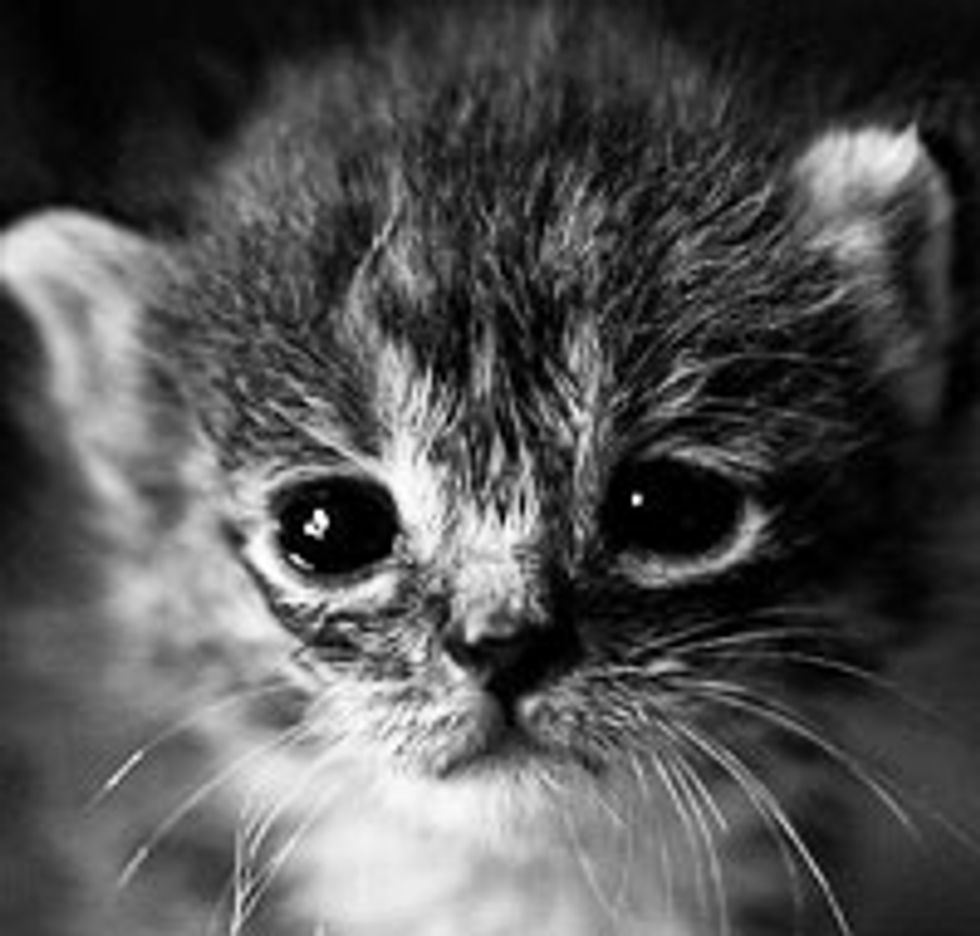 Kitten from Hopeless to Hopeful