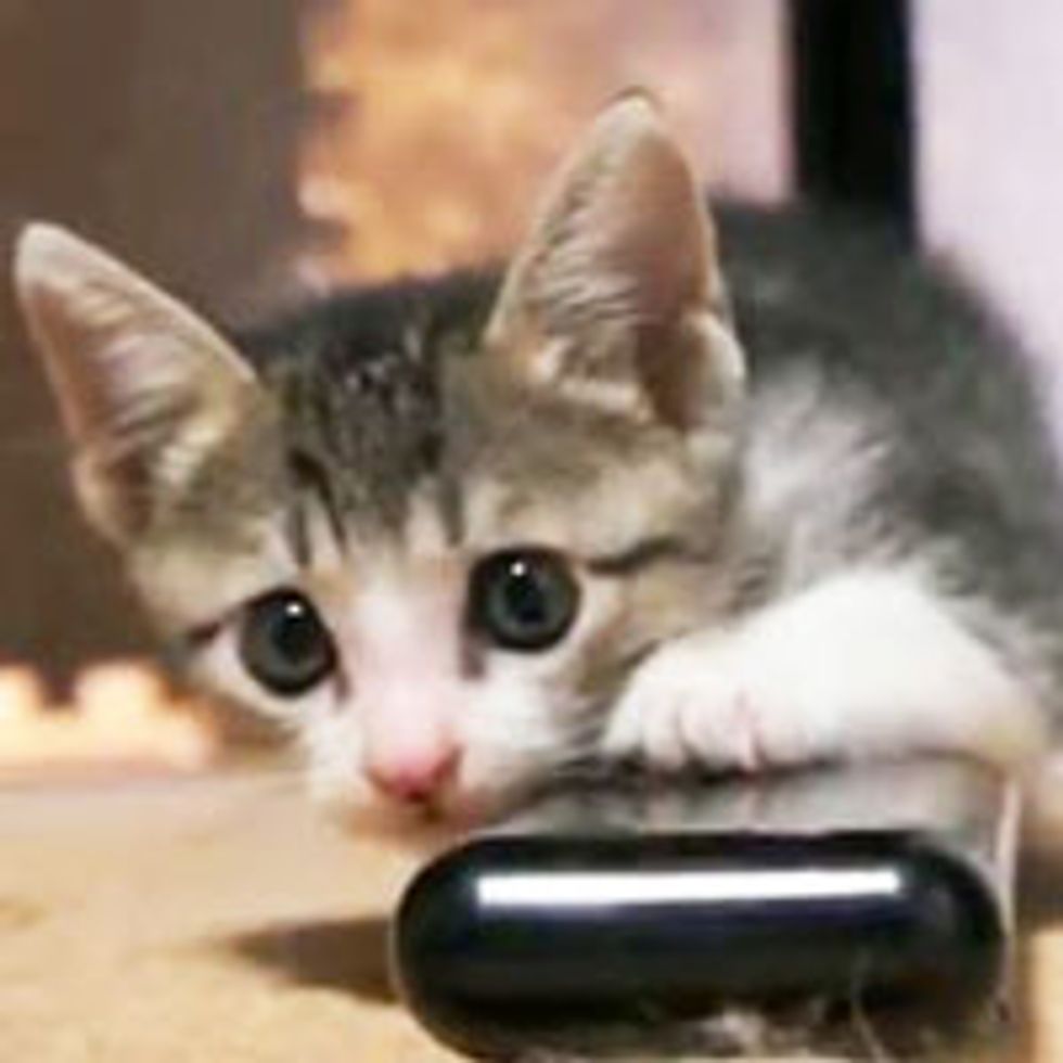 Happy Life of a Rescue Kitty