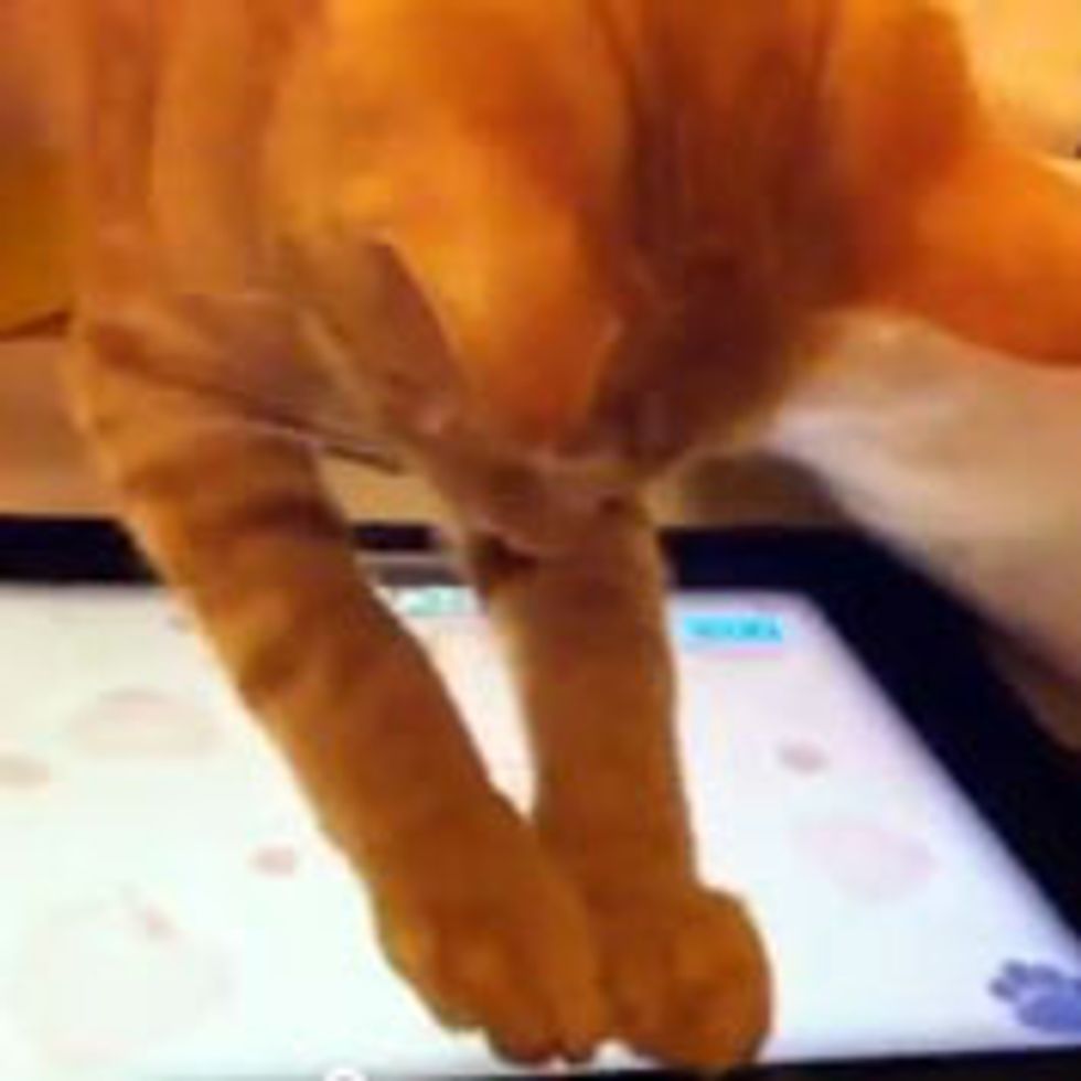 Kitty's Favorite iPad App