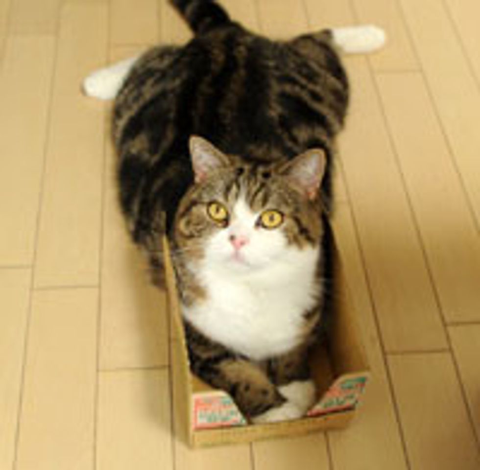 Maru Becomes Invincible in His Box