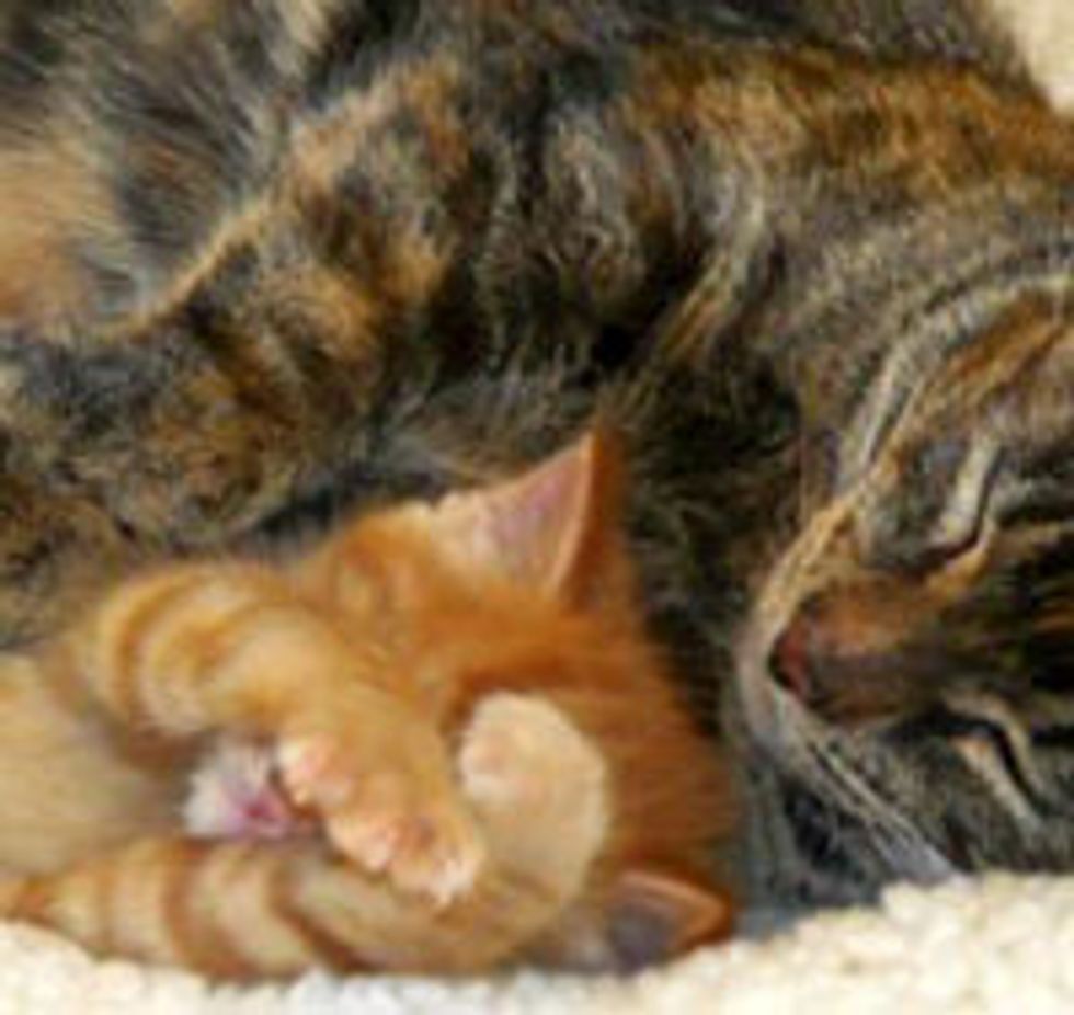 Story of a Loving Mama Cat and Her Only Son