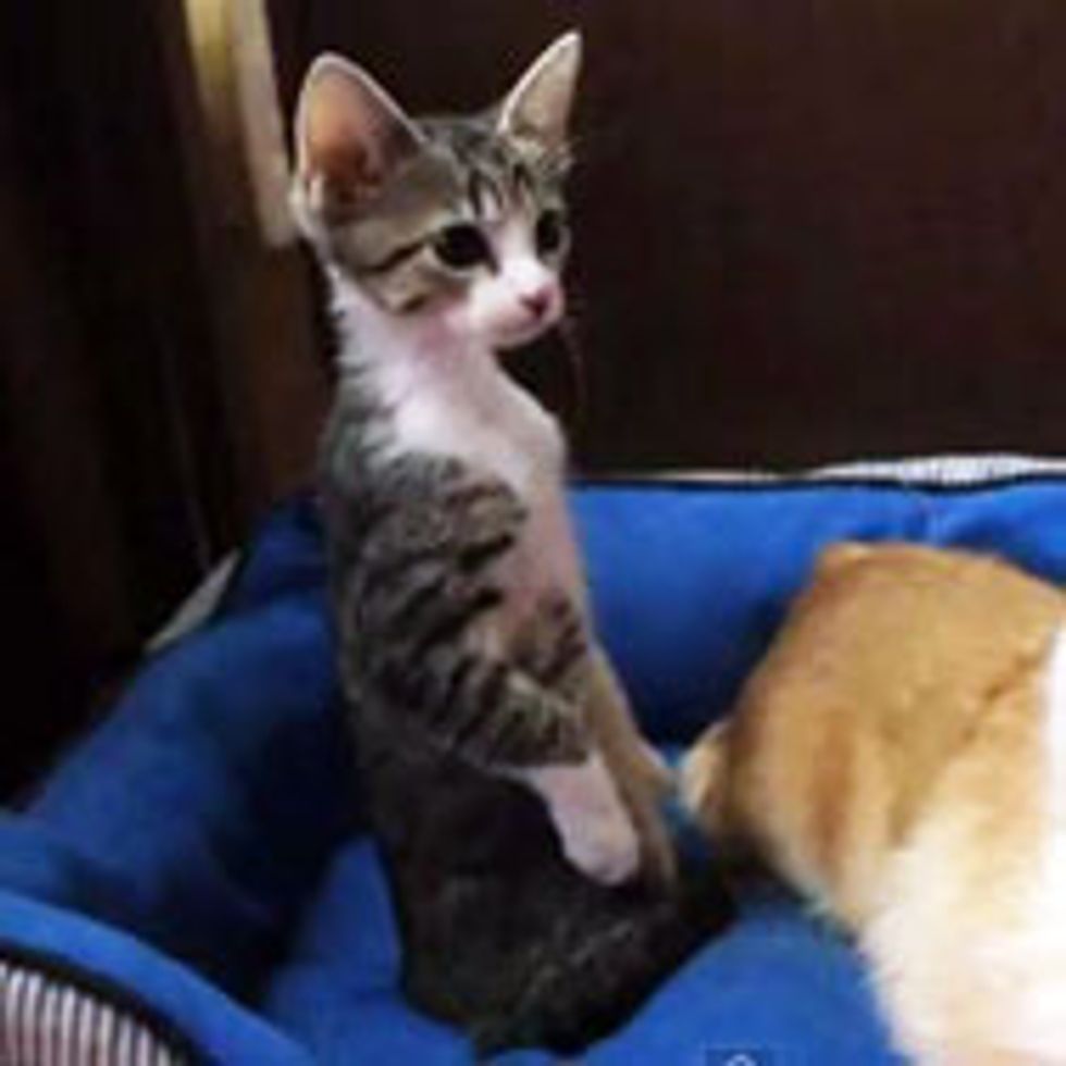 Kitty Standing Up While Doggie Chillin'