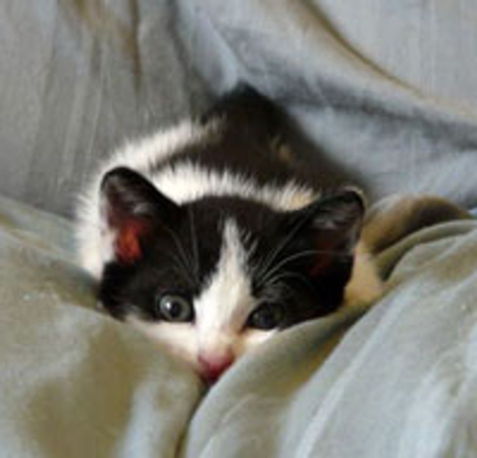 Little Tux Kitten Hiding from Big Kitty