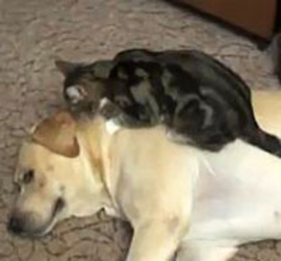 Kitty Giving Doggie Some Love