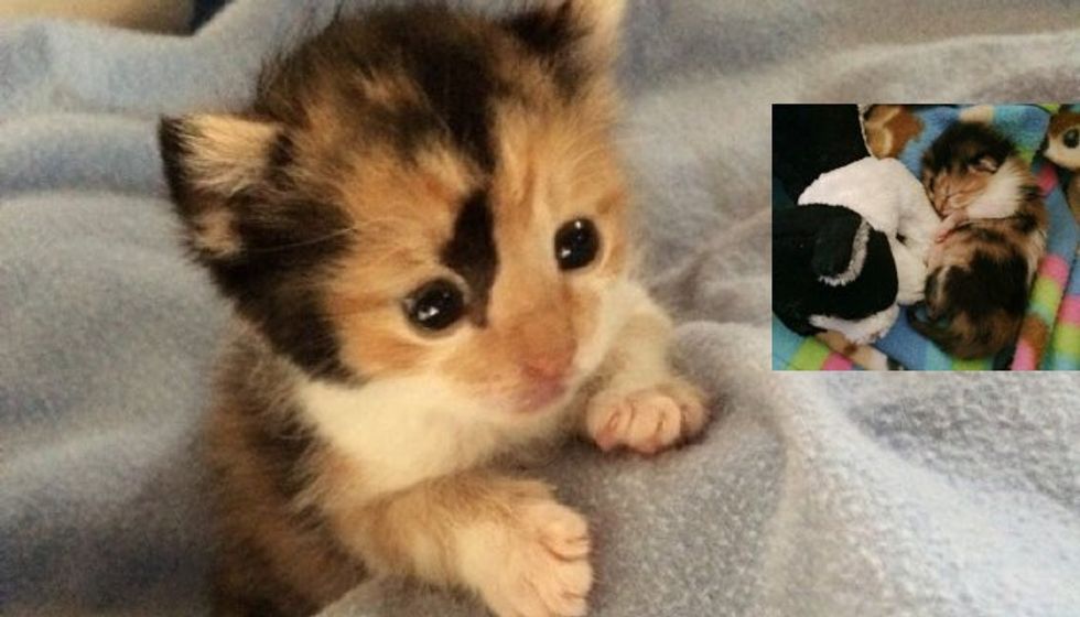 Tiny Calico Kitten Rescued Hours After Birth
