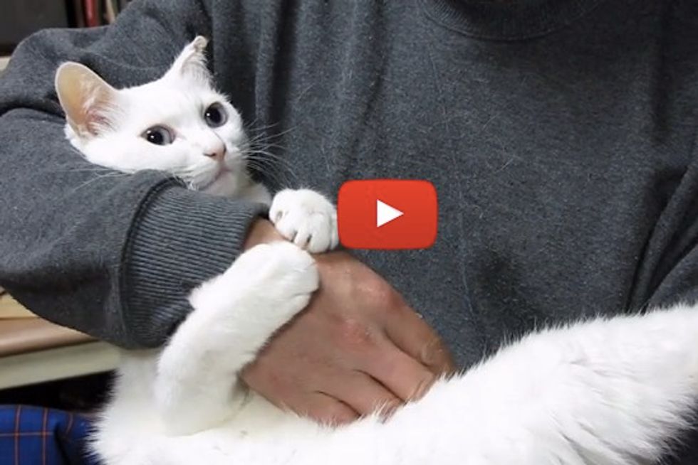 Hugging Cat Demands Belly Rubs