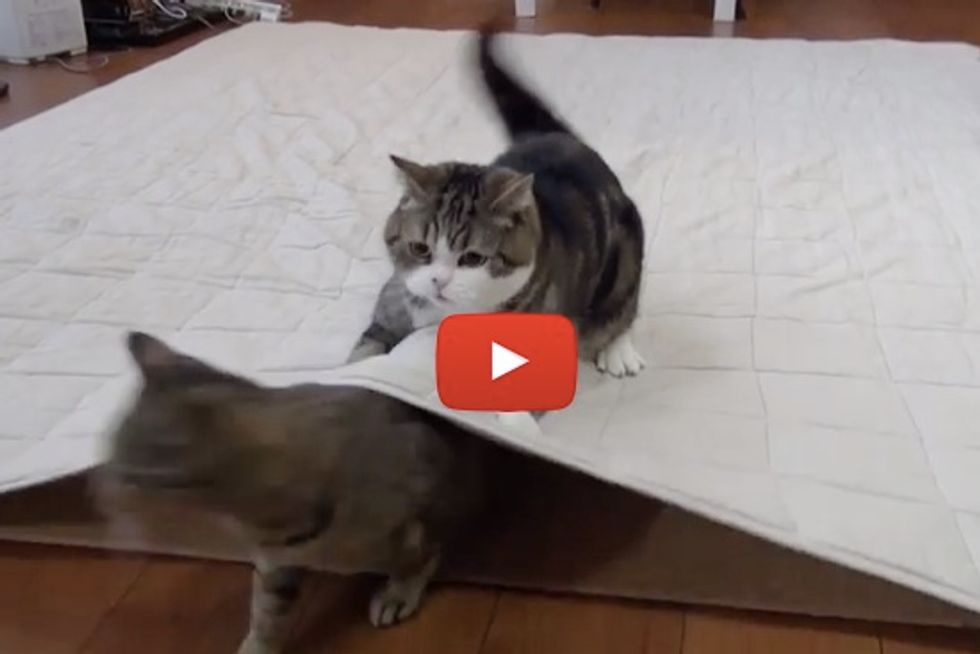 Maru And Hana The Dynamic Duo