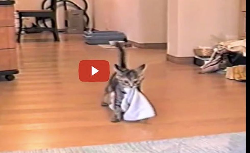 Kitty Fetching Big Towel