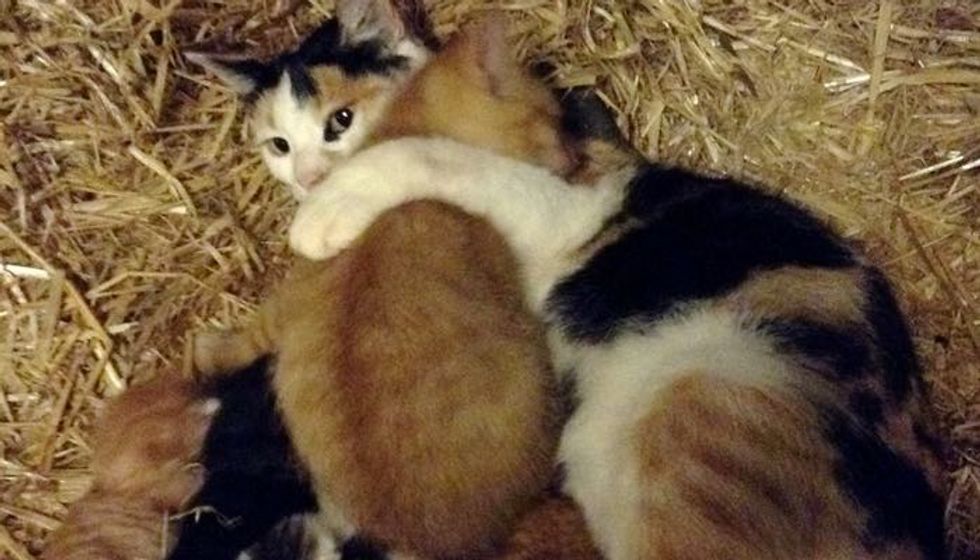 Cat Mama Adopts Big Kitten from the Farm
