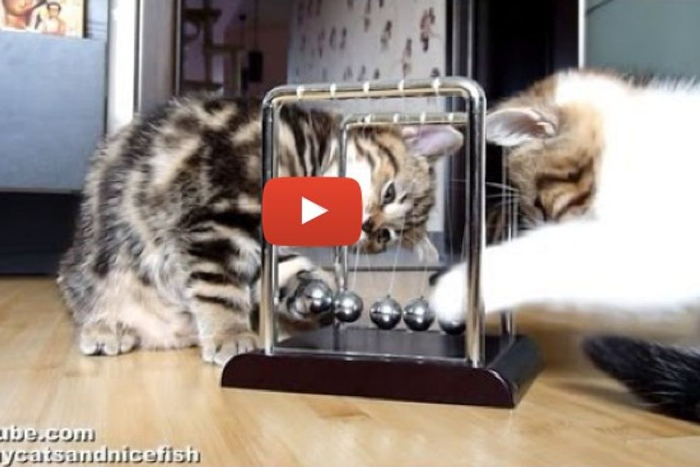 Kittens Learning Physics